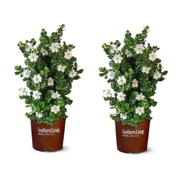 Southern Living Plant Collection White Diamond Spire Gardenia Flowering Shrub in 2.5 -Quart Pot 2.0 -Pack
