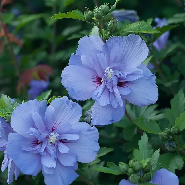 Proven Winners Blue Chiffon Rose of Sharon (Hibiscus) Flowering Shrub in 1 -Quart Pot 1.0 -Pack with Blue Blooms