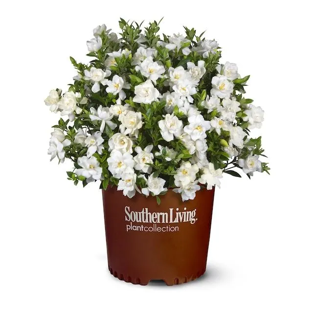 Southern Living Plant Collection Jubilation Gardenia Flowering Shrub in 2.5 -Quart Pot 1 -Pack with White Blooms