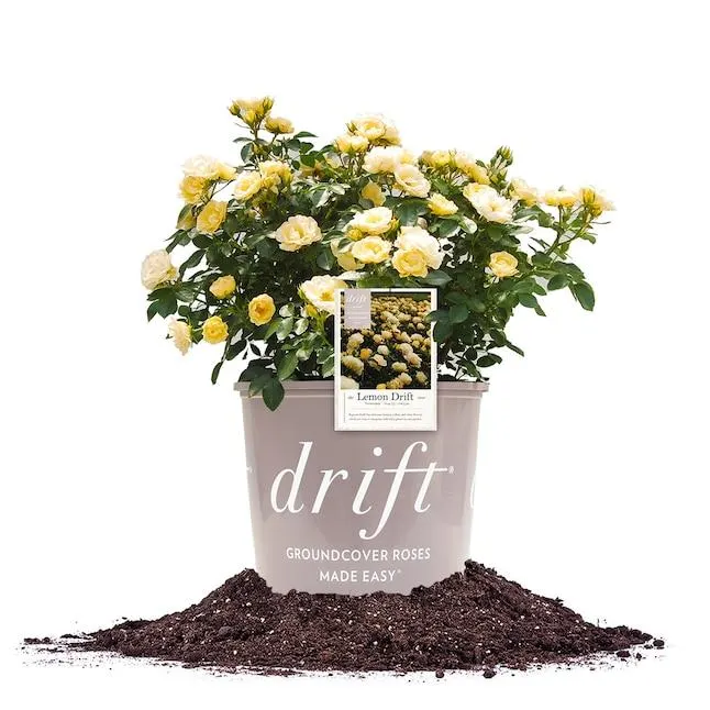 Perfect Plants Yellow Lemon Drift Rose 1 -Gallon Pot