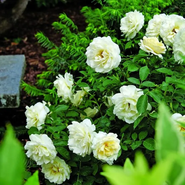 Proven Winners Reminiscent Crema Rose (Rosa) Flowering Shrub in 1 -Quart Pot 1.0 -Pack with White Blooms