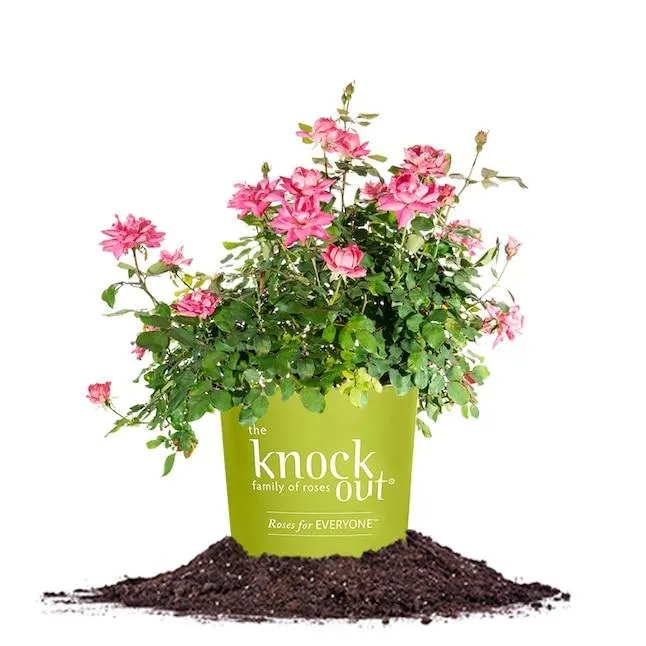 Perfect Plants Pink Double Pink KnockOut Rose 1 -Gallon Pot