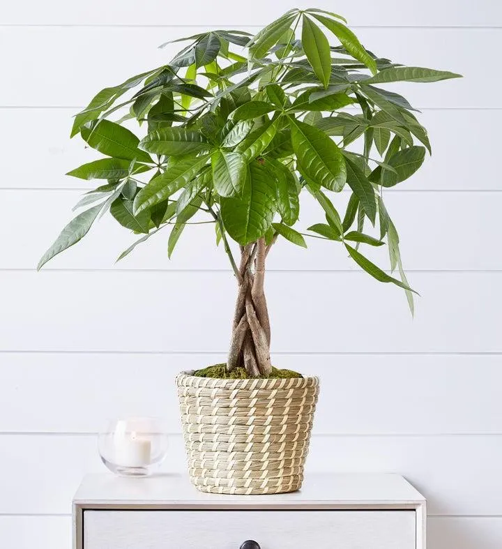 Money Tree