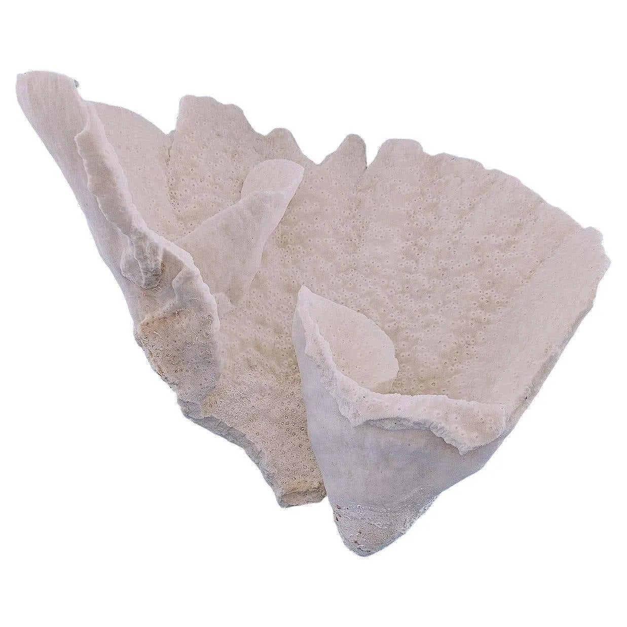 Large Vintage Reef Coral Natural Specimen, Real. (ships in USA only)