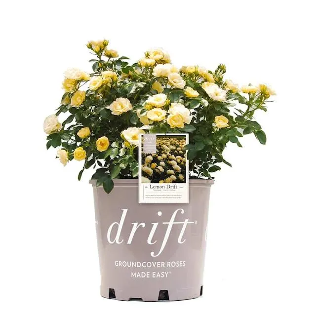Perfect Plants Yellow Lemon Drift Rose 3 -Gallon 1 -Pack in Pot