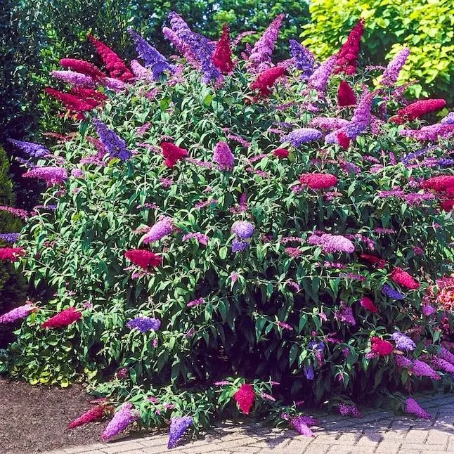 Direct Gardening 3 In 1 Butterfly Bush Multi Color Flowering Shrub in 1 -Pack Bare root 1 -Pack
