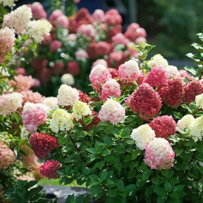 Proven Winners Little Lime Punch Panicle Hydrangea (Paniculata) Flowering Shrub in 1 -Quart Pot 1.0 -Pack with Multicolor Blooms