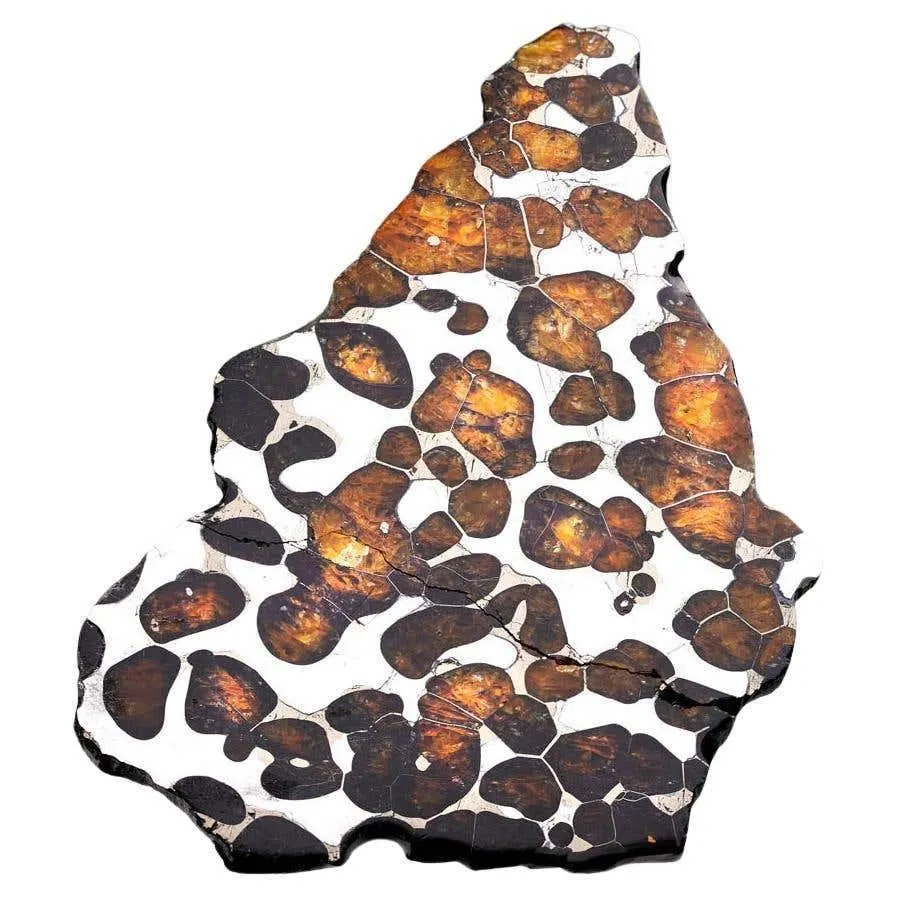 55.77 Gram Seymchan Pallasite Meteorite Slice