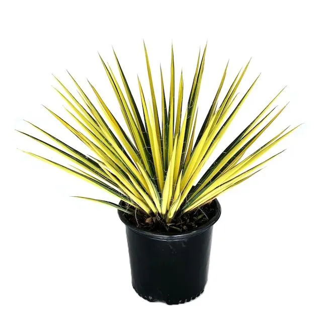 Color Guard Yucca Accent Shrub in 2.25 -Gallon Pot 1 -Pack