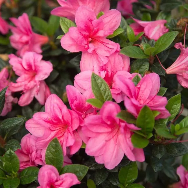 Encore Azalea Autumn Empress Azalea Flowering Shrub in 1 -Gallon Pot 1 -Pack with Pink Blooms