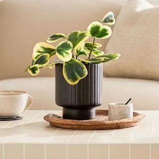 Stedum Matte Black Small Planter