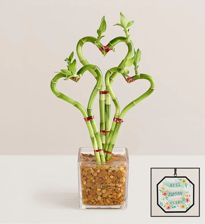 Sweetheart Bamboo for Mother’s Day