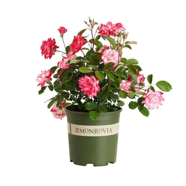 Monrovia Pink Grace N' Grit BiColor Shrub Rose 1.73 -Gallon 1 -Pack in Pot