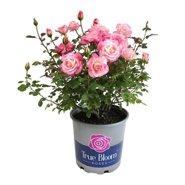 Altman Plants Pink True Bloom True Bliss Rose 8 -Quart 1 -Pack in Pot