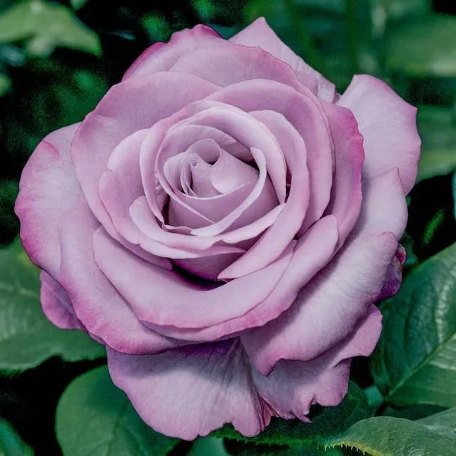 Spring Hill Nurseries Purple Flowering Neptune Dormant Starter Hybrid Tea Rose 1 -Pack 1 -Pack in Bare root