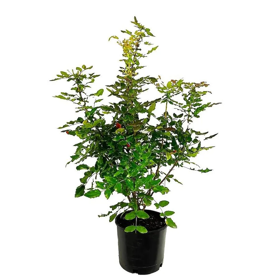 Oregon Grape Accent Shrub in 2.25 -Gallon Pot 1 -Pack with Yellow Blooms