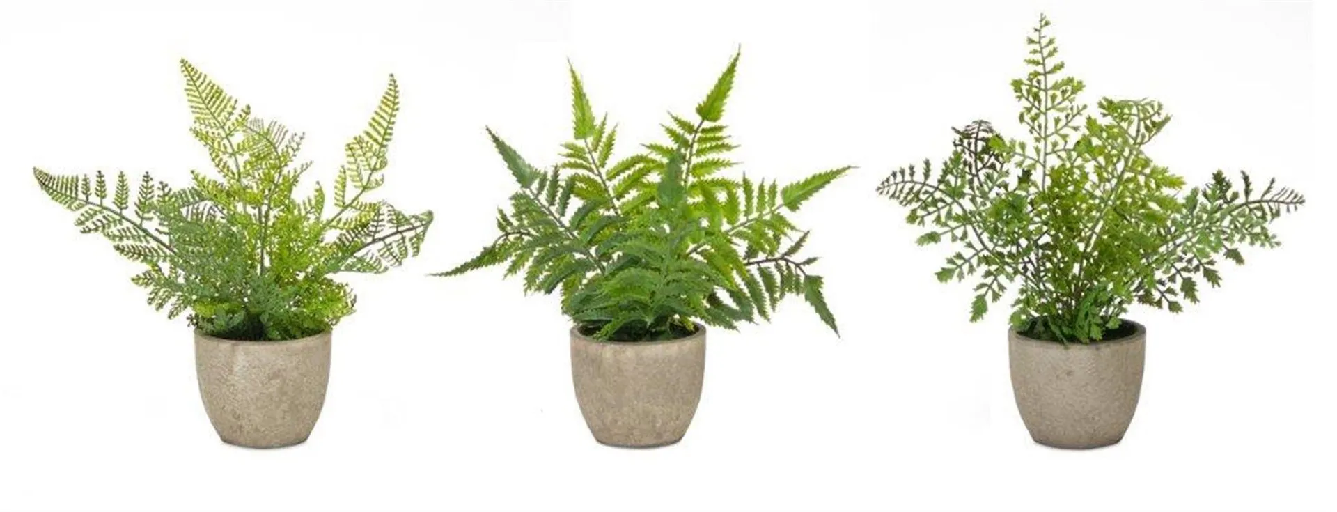 Assorted Fern Plant in Grey Pot, Set of 3