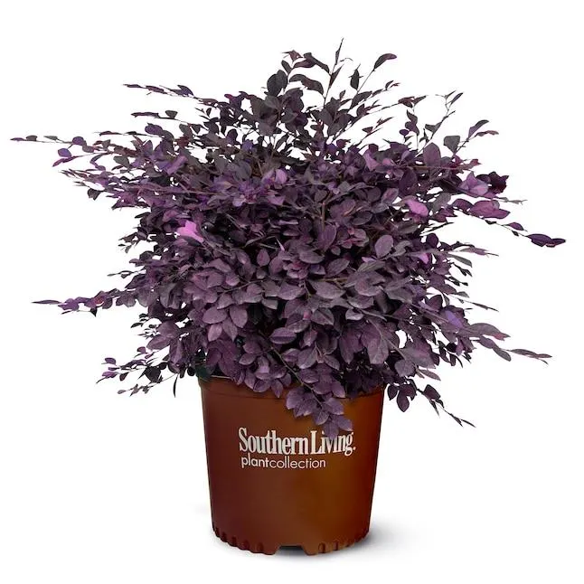 Southern Living Plant Collection Purple Diamond Loropetalum Foundation/Hedge Shrub in 2.5 -Quart Pot 1 -Pack with Pink Blooms