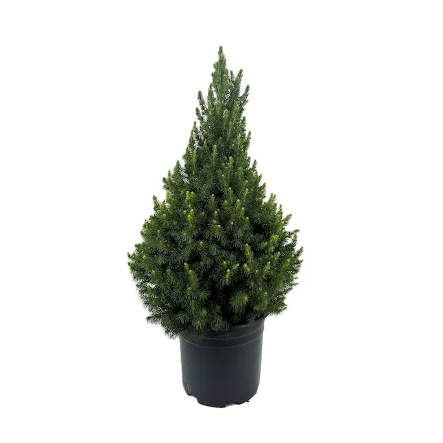 Dwarf Alberta Spruce Foundation/Hedge Shrub in 2.25 -Gallon Pot 1 -Pack