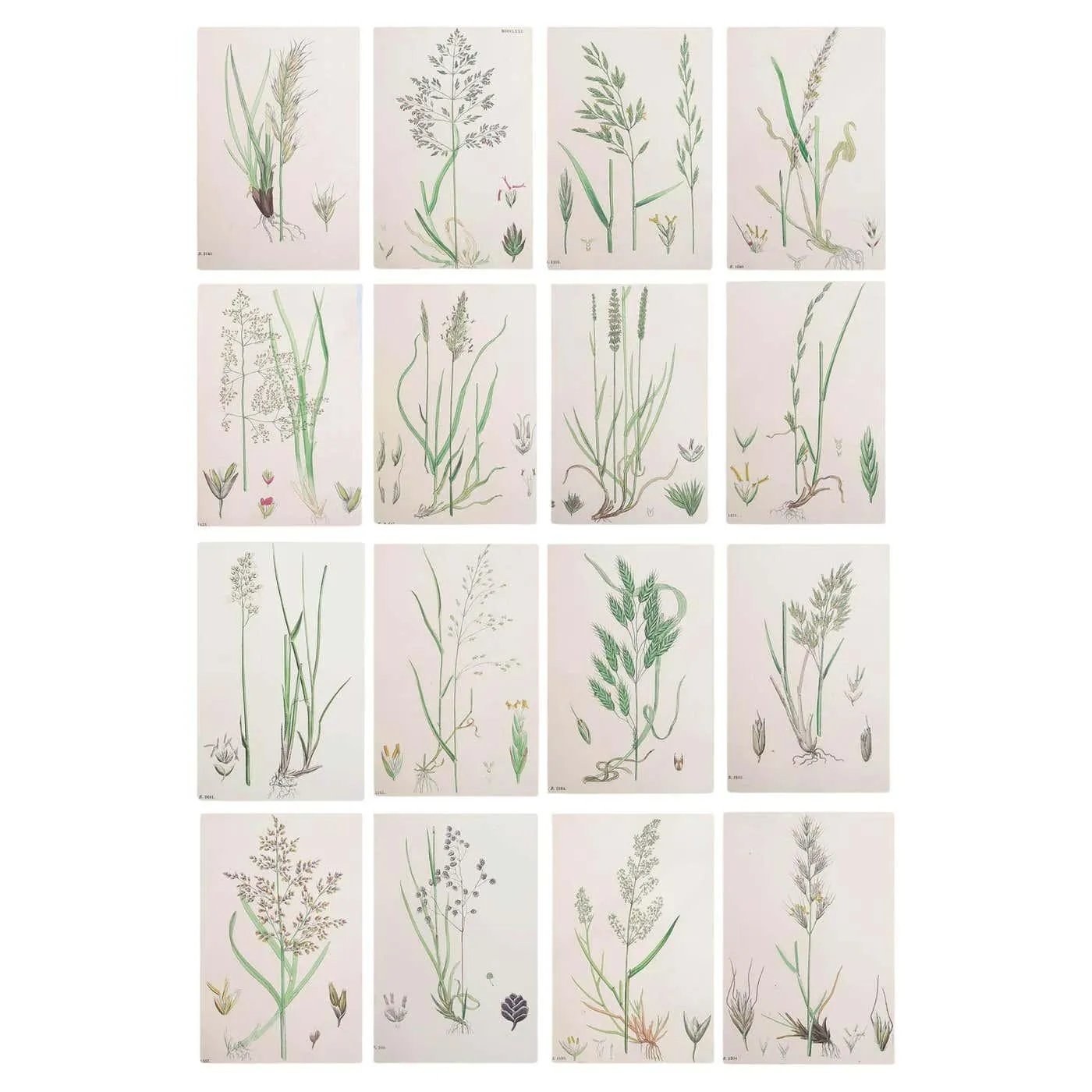 Set of 16 Original Antique Botanical Prints - Grasses. C.1850