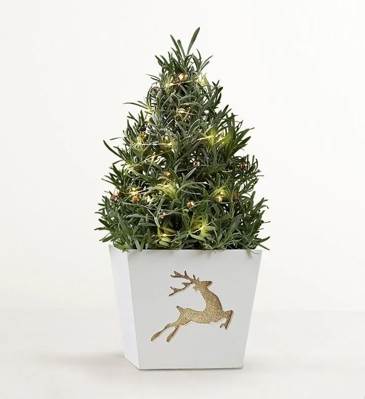 Fragrant Holiday Lavender Tree