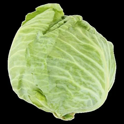 Large Cabbage Head