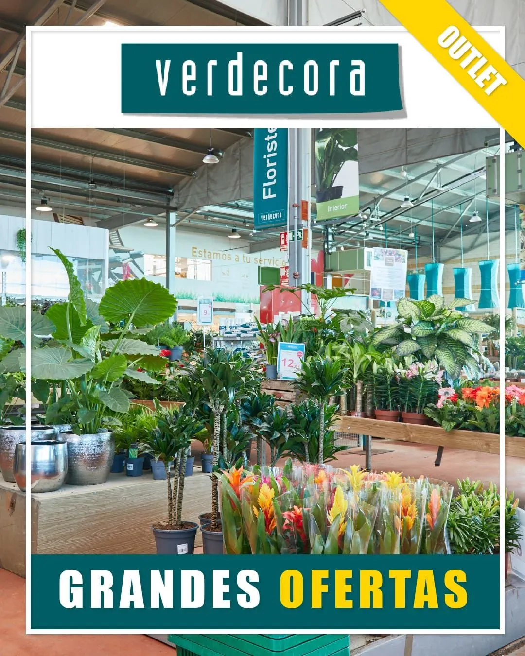 Verdecora ofertas en plantas disponible hasta el 18 de mayo de 2026