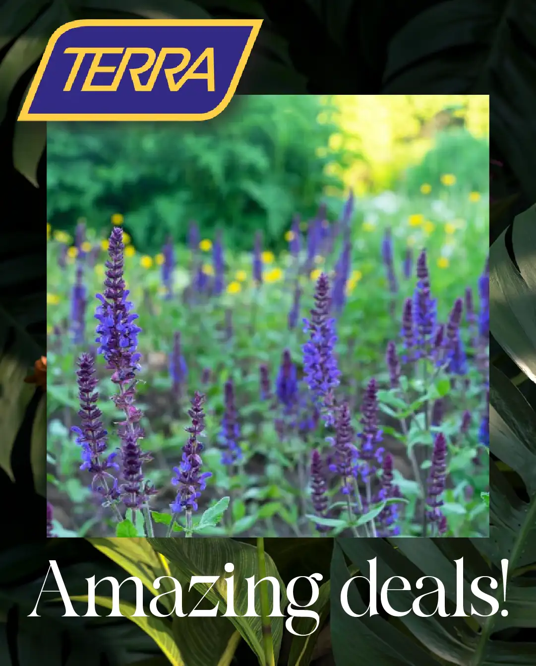 Terra Green Houses Sales from June 25 to July 8 2026 - flyer page