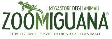 Zoomiguana
