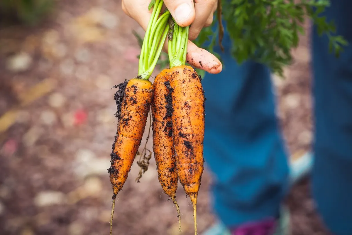 Provocările producției de alimente ecologice în România