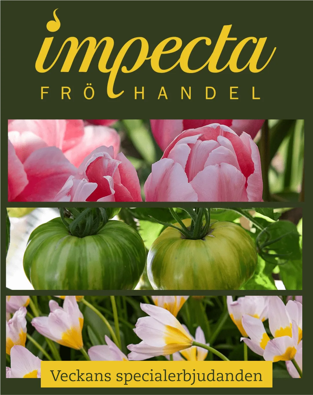 Impecta Fröhandel från 24 oktober till 29 oktober 2023 - Reklamblad sidor 