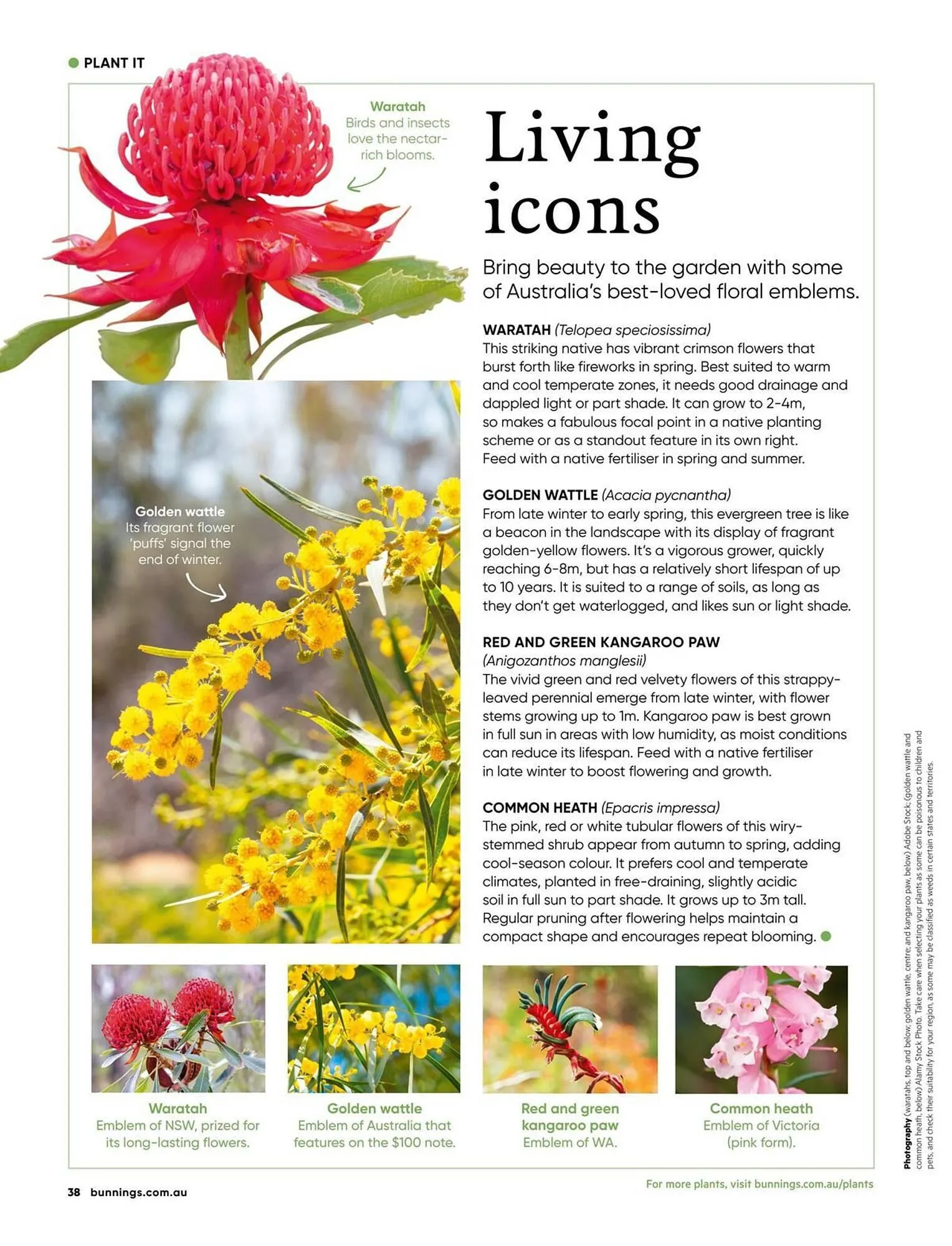 Bunnings catalogue - Catalogue valid from 1 August to 31 August 2025 - page 38
