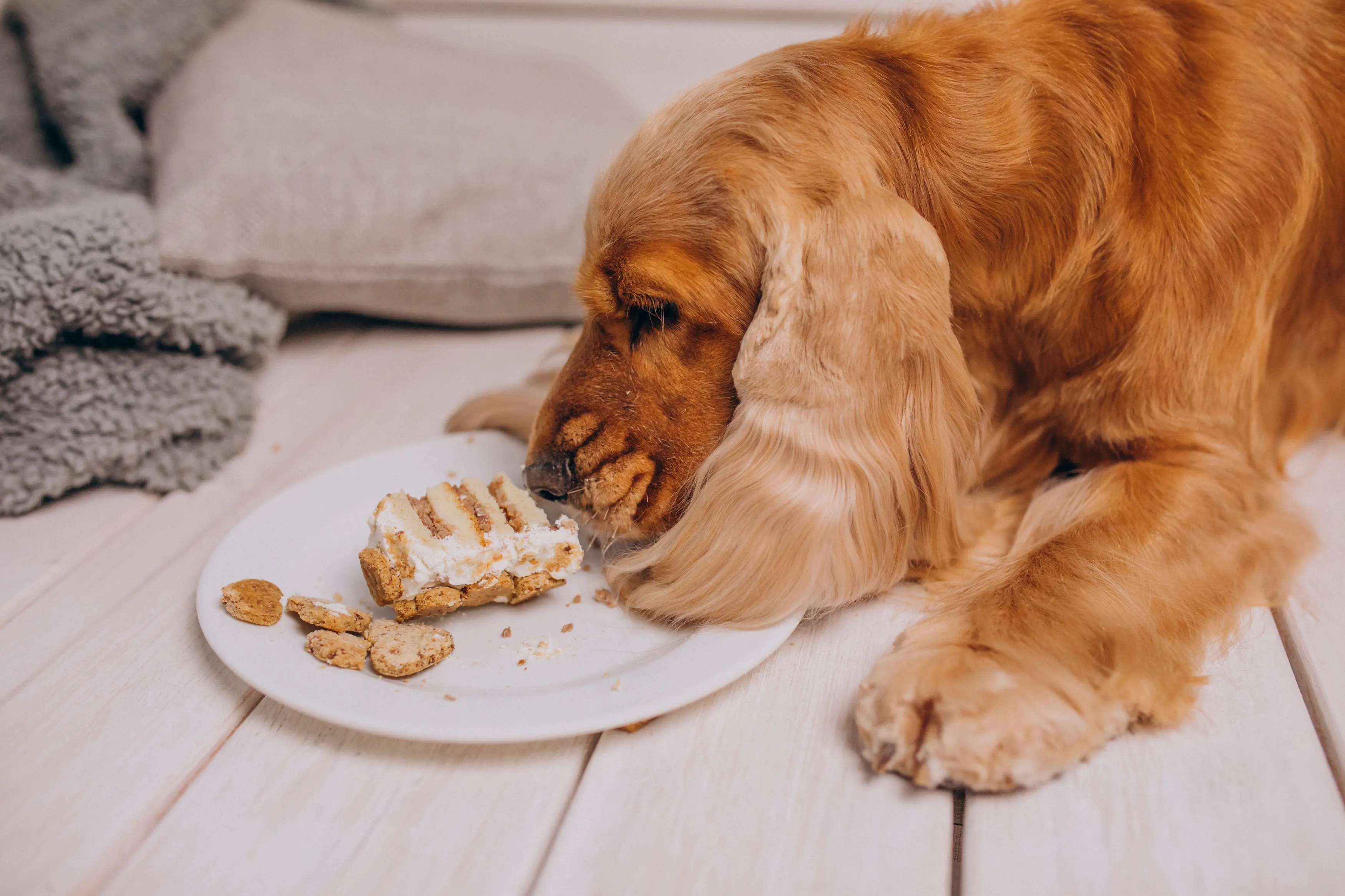 Maak deze fouten niet bij het voeren van uw hond