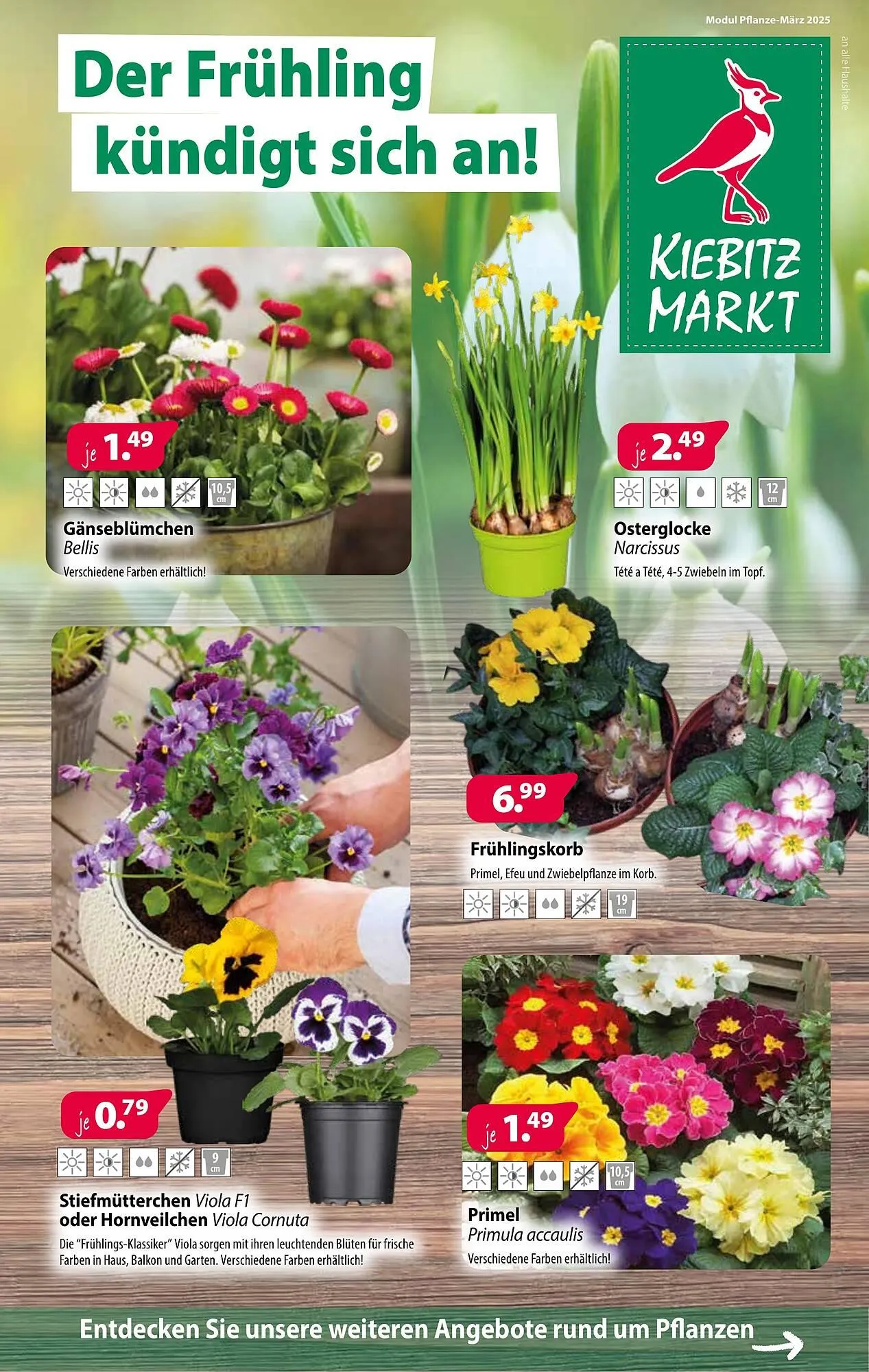 Kiebitzmarkt Prospekt - 1