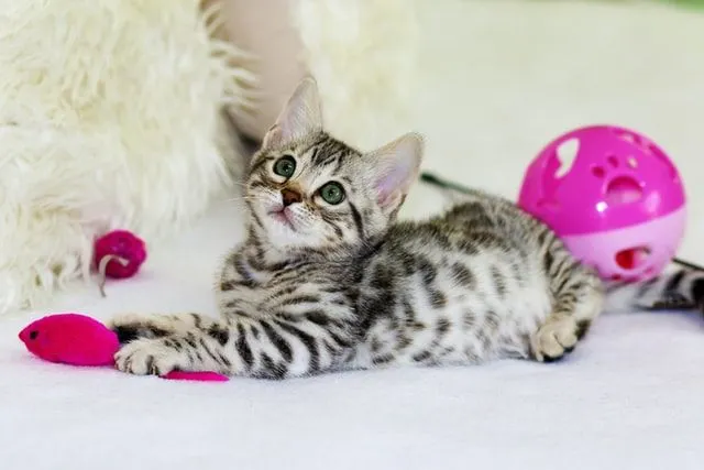 Cinco juguetes que tu gato no podrá resistir
