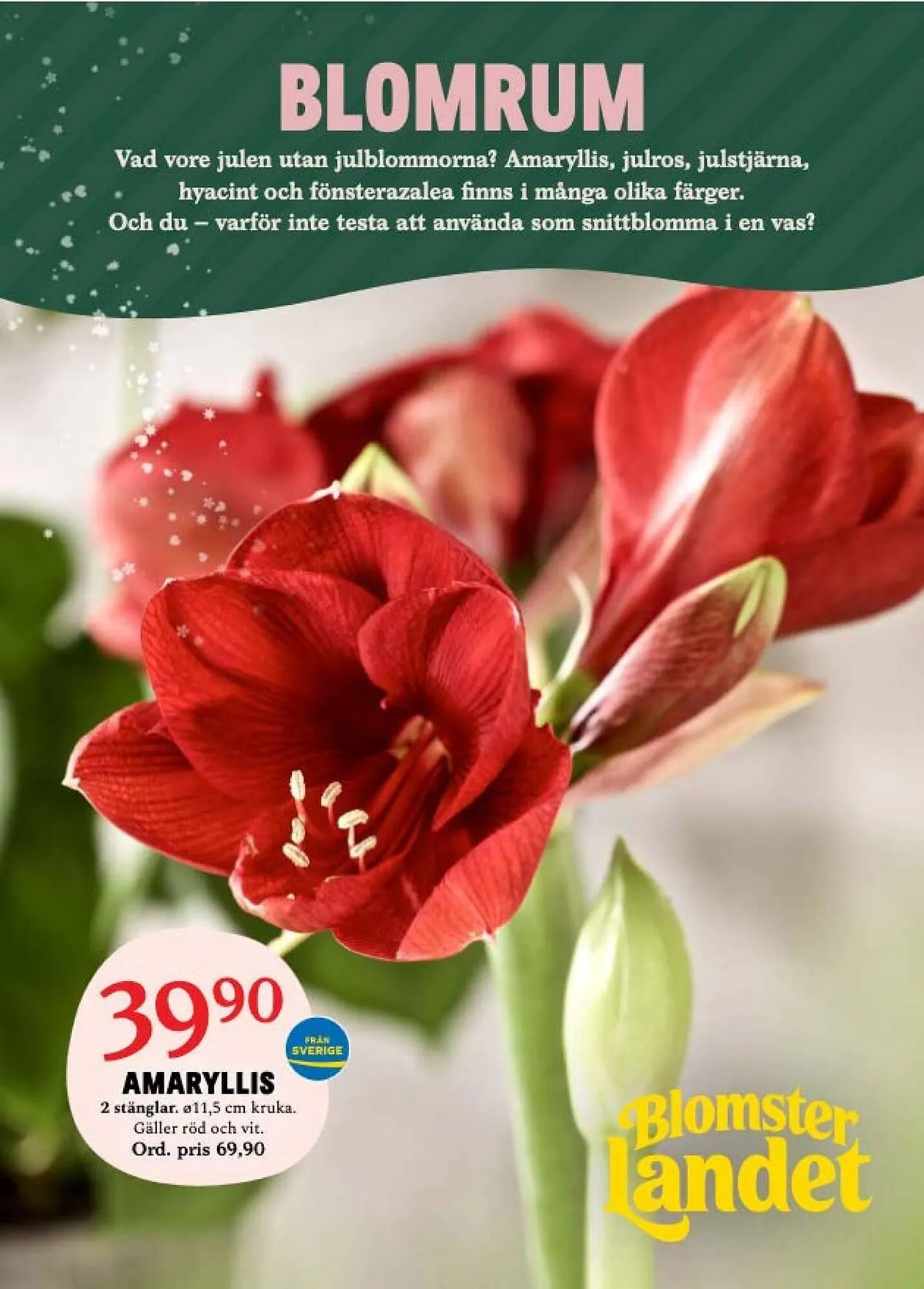 Blomsterlandet reklamblad från 4 december till 10 december 2023 - Reklamblad sidor 1